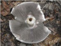 Dünnfleischiger Anis-Champignon3